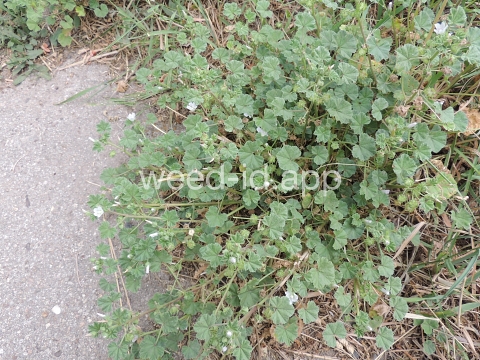 mallow, common